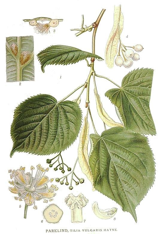 Image:Tilia_vulgaris.jpg