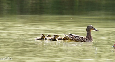 Image:Famille_col_vert.jpg