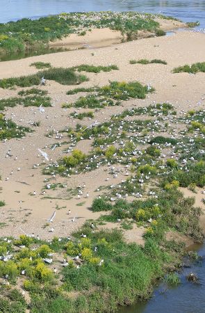 Image:Ile_aux_mouettes_Montlouis_25_Nicolas_MacaireBR.jpg