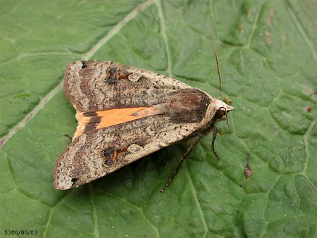 Largeyellowunderwing.jpg