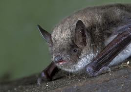 Myotis dasycneme.jpg