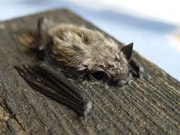 Image:Pipistrellus_kuhlii.jpg