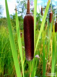 Image:Typha_shuttleworthii_photo.jpg