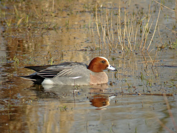 CANARD SIFFLEUR3936 BR.jpg