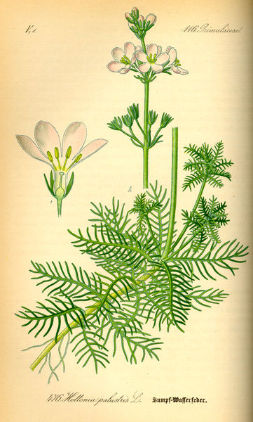 Hottonia palustris.jpg