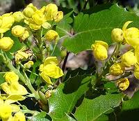 Mahonia aquifolium.jpg