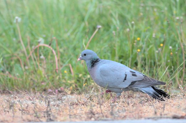 Pigeon colombin lpo sarthe.JPG