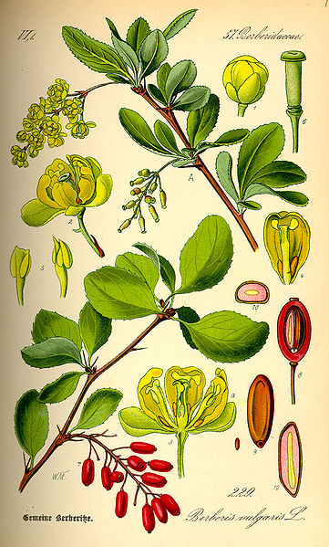 Image:Berberis_vulgaris.jpg