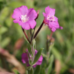 Epilobe hirsute Epilobium hirsutum Nicolas Macaire BR.jpg