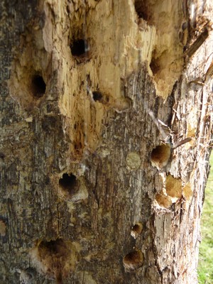 Hotel à insectes troncs cloturés.JPG