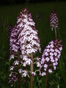 Orchis-p.JPG