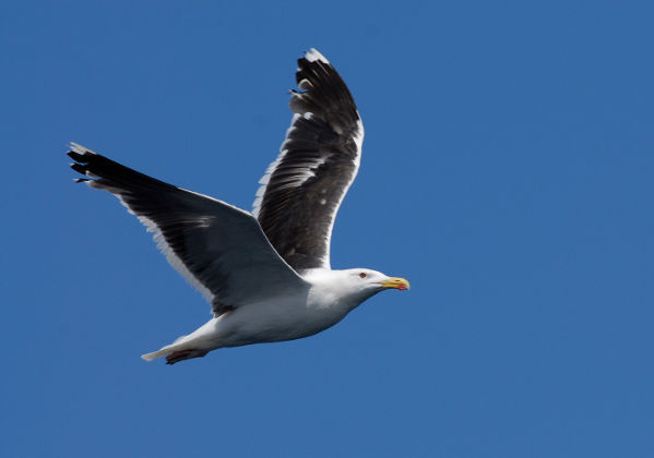 Image:Goeland_marin_Ouessant_Nidal_Issa_BR.jpg