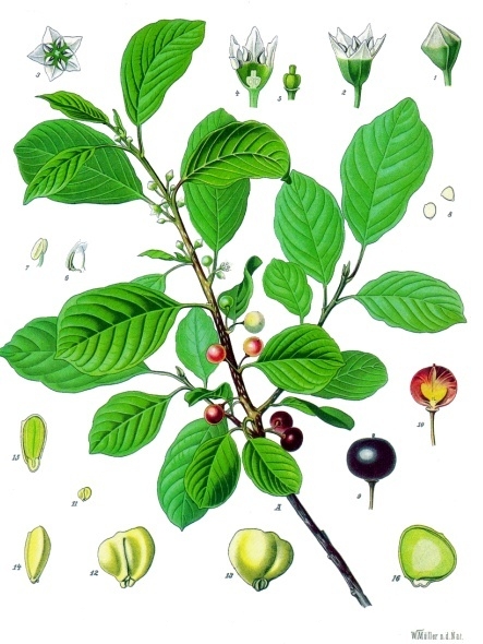 Rhamnus frangula.jpg