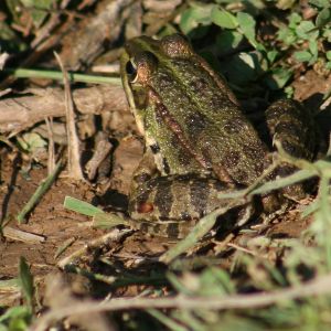 Grenouille de Perez 1 Nicolas Macaire BR.jpg