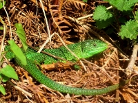 Lezard vert 2 Lacerta viridis Gilles Bentz BR.jpg