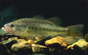 Image:Micropterus_salmoides_photo.jpg