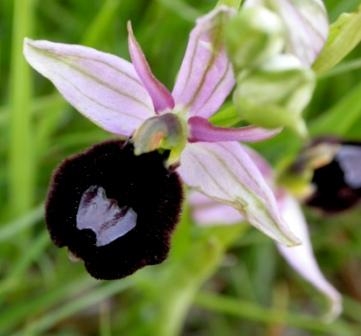 Ophrys bourdon Ophrys fuciflora Michele Bailey.JPG