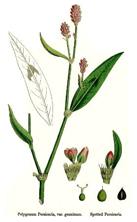 Image:Persicaria_maculosa.jpg