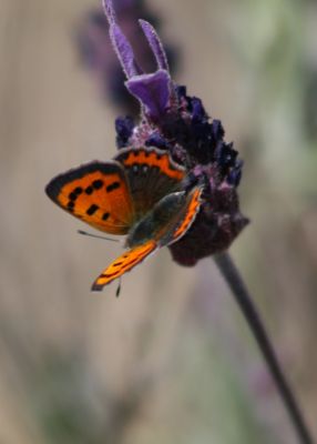 Image:Cuivre_commun_Lycaena_phlaeas_4_Nicolas_MacaireBR.jpg