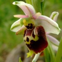 Image:Ophrys_pseudoscolopax_2_Cedric_MroczkoBR.JPG