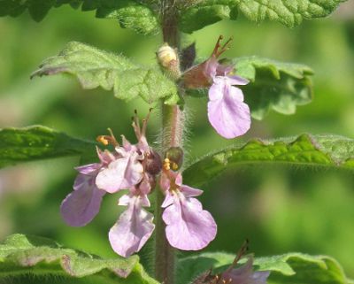 Teucrium scordium.JPG