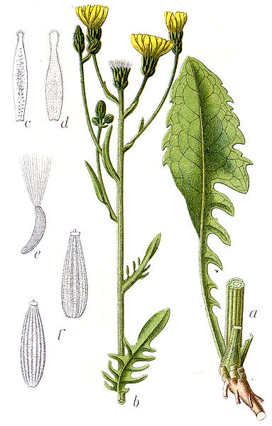 Image:Crepis_biennis.jpg