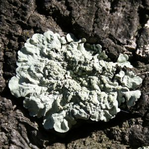 Image:Lichens_5_N_MacaireBR.jpg