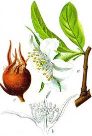 Mespilus germanica.jpg