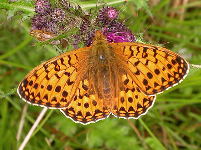 Image:Argynnis_aglaja.jpg