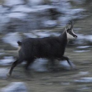 Chamois Rupicapra rupicapra Gilles Leblais012 BR.JPG