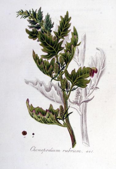 Image:Chenopodium_rubrum.jpg