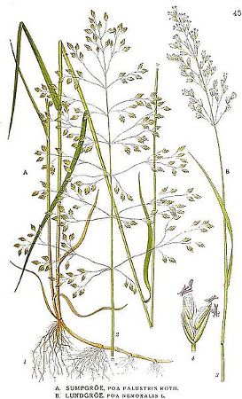 Poa nemoralis, Poa palustris.jpg