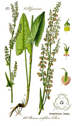 Image:Rumex_arifolius.jpg