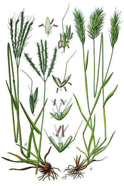 Anthoxanthum odoratum.jpg