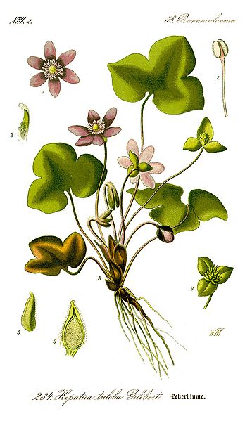 Image:Hepatica_nobilis.jpg