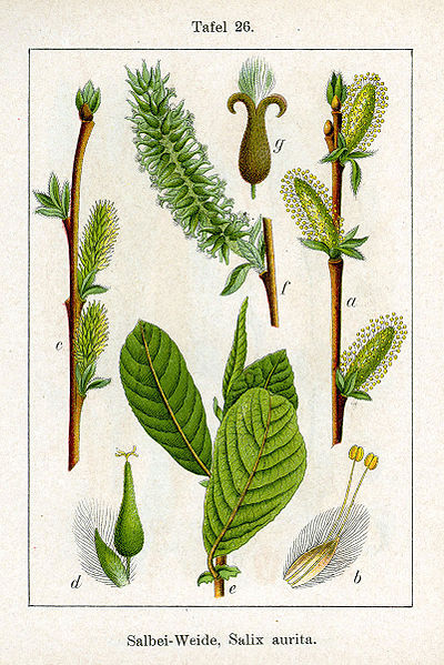 Image:Salix_aurita.jpg