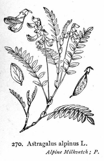 Image:Astragalus_alpinus.jpg