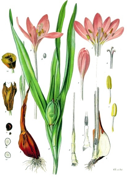 Image:Colchicum_autumnale.jpg