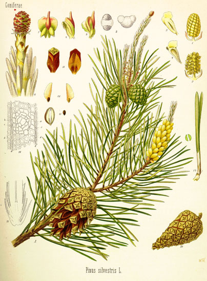 Pinus sylvestris.jpg