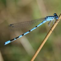 Image:Agrion_porte-coupe_Enallagma_cyathigerum_Louroux_Nicolas_MacaireBR.jpg