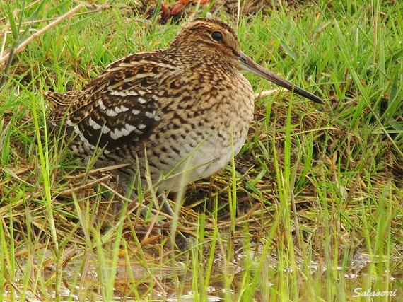 Image:Becassine_double_Gallinago_media_Jose_Salaverri.jpg