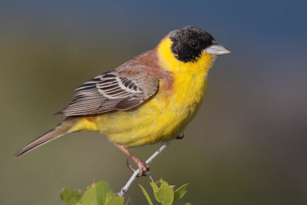 Black-headed-bunting Emberiza melanocephala.jpg