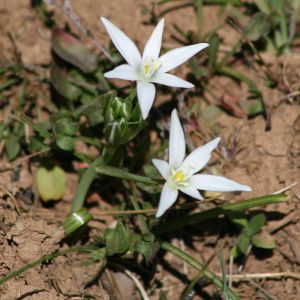 Image:Dame_d'onze_heure_Ornithogalum_umbellatum_1_Nicolas_Macaire_BR.jpg