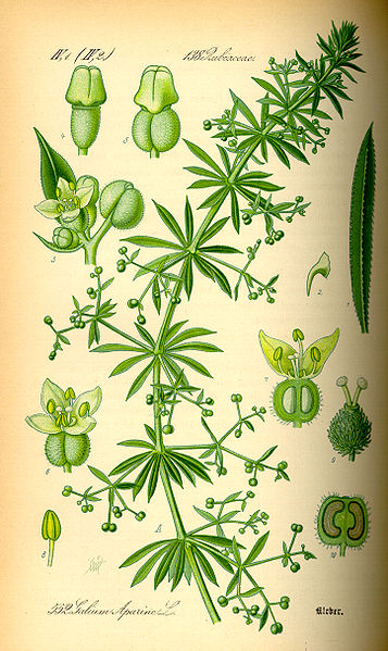 Image:Galium_aparine.jpg