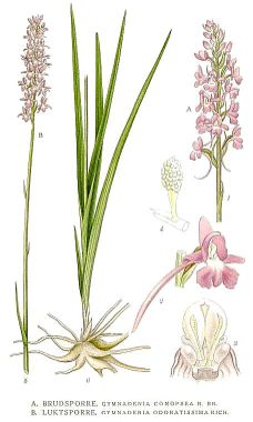 Gymnadenia conopsea Nordens Flora 404.jpg