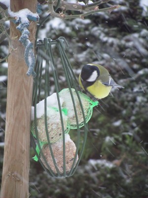 Image:Mésange_5-2-2012.JPG