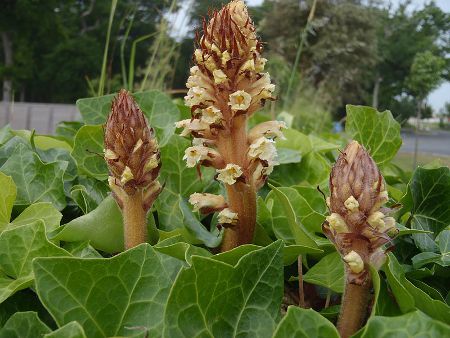 Image:Orobanche_lierre.jpg