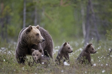 Ours brun RSPB images 1033626.jpg