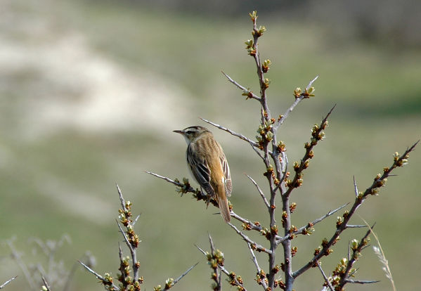 Image:Phragmite_des_joncs_Acrocephalus_schoenobaenus_JJ_Carlier_0495_BR.jpg