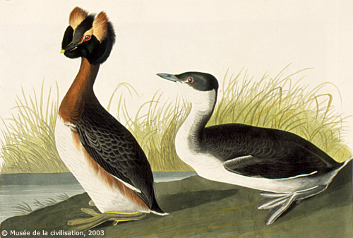 Image:Podiceps_auritus_Audubon_259.jpg